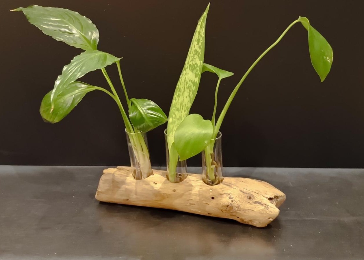 Support pour plantes, épices ou huiles essentielles – Image 7