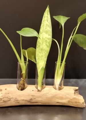 Support pour plantes, épices ou huiles essentielles