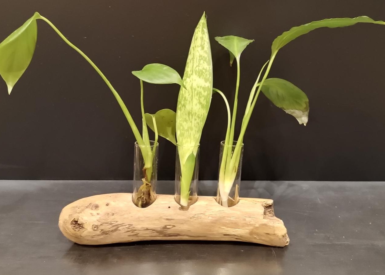 Support pour plantes, épices ou huiles essentielles