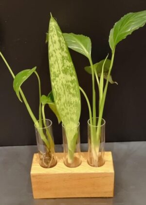 Support pour plantes, épices ou huiles essentielles